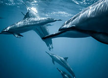 世界杯比赛安排-德约总决赛完败于梅德维德夫 出线形势岌岌可危